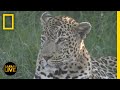 Lions and Their Ecosystem Dynamics