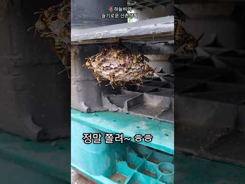 #말벌 🐝(쌍살벌.바다리) 1초만에 비벼 버리기,