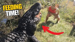 GIANT GATOR FEAST! Elvis & Ornery Go Wild + Baby Alligator Hatching!