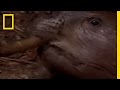 Beavers: Nature's Architects and Engineers