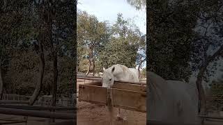 Arabian horse 🐴 #foryou #viral #short #horse #pakistan #animals #youtube #trend @shehrmaindihat