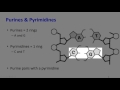 Nitrogen Bases and DNA Structure
