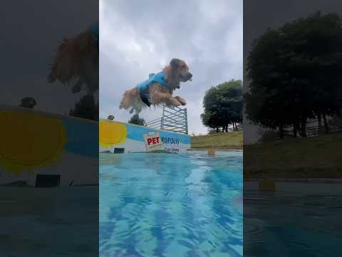 FUIMOS A UNA PISCINA PARA PERROS Y ESTO PASÓ 🐶😱 #goldenretriever #perros #mascotas #comedia #vlog