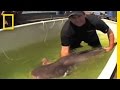 Pangasianodon Hypophthalmus Study Guide