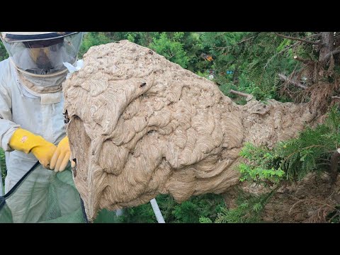 뉴스감※ 유튜브 역사상 최대크기!! 1만마리 외래 살인말벌집을 뜯었습니다. 소름이 멈추질 않습니다.