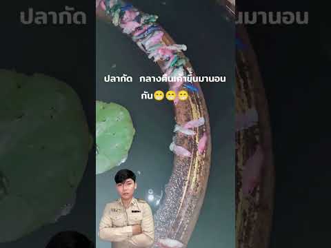 ปลากัดนอนกลางคืน