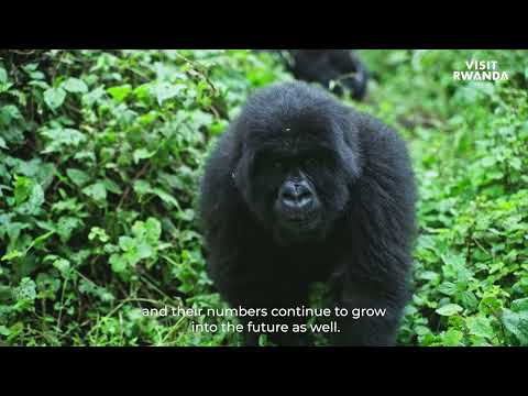 Gorilla Gram, Rwanda’s citizen-science approach for conserving mountain gorillas