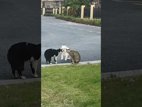 Dog stops cat from fighting !😹#funny #foryou #catlover #usa #fpy #funnycat #catsoftiktok