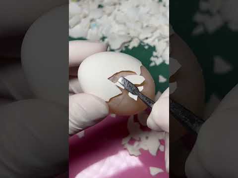 기네스북 도전 | 알"고리즘 제이 레아