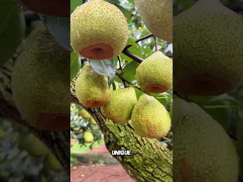 The unique cultivation method of Laiyang pear #statisfying #farming #agriculture #fruit #tips