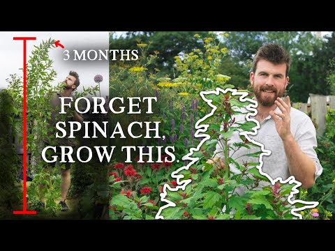 This Rare Crop Replaces Spinach & Grows MASSIVE
