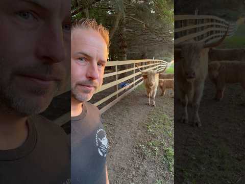 Dolly looses Emma… again… #fluffyfeatherfarm #lost #momma #babycalf #farm #babyfarmanimals