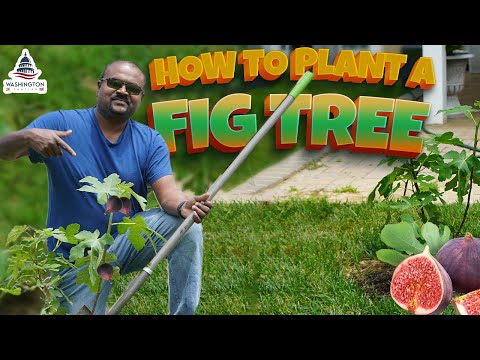 😍 🌴 FIG Tree 🌴 HOW TO PLANT😍 அத்தி மரம் ❤️ USA Tamil Vlogs🇺🇸🔥#shorts