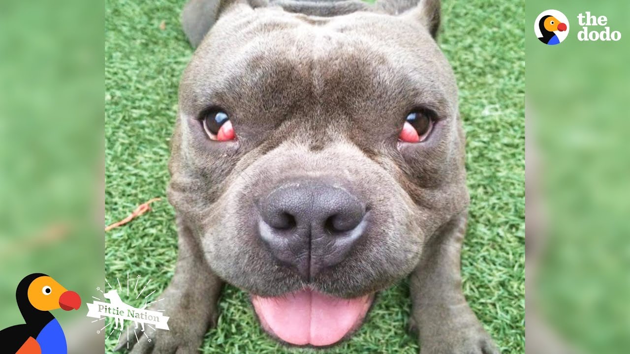 'Crazy' Dog No One Wanted Meets Family That HAD To Have Him - TUGGY Pittie Nation