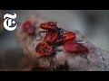 Chernobyl and Its Impact on Wildlife