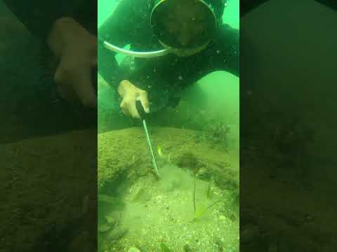 Trong đây vậy mà lại có con này quá khủng #lặnbiển #seafood