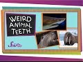 Understanding Animal Teeth