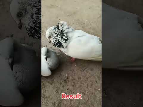 Kabutar ko Full Grm karna ka Liya Ya Karo Short Video ???||#Shorts