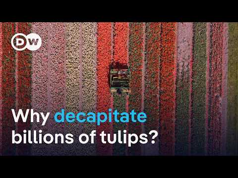 YouTube video thumbnail: Why the Heads of Billions of Tulips get Chopped off Each Year 