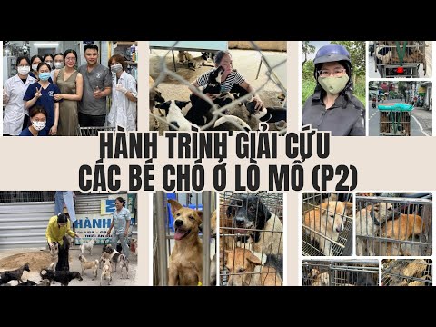 Hành trình giải cứu các bé chó ở lò mổ (P2)