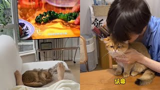 【牛奶是只猫】傻猫睡个觉也能被电视吓一跳