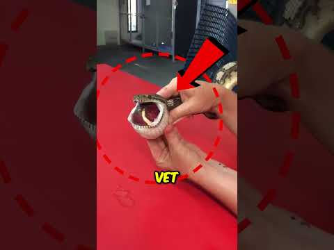 This snake was choking and fighting for its life! ๐ฒ