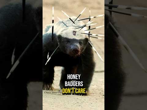 Honey Badger Don’t Care 😎 #honeybadger #fact #animal #animalfacts