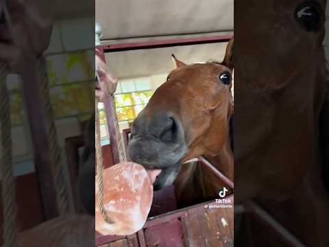 Tik tok di Giulia ridente