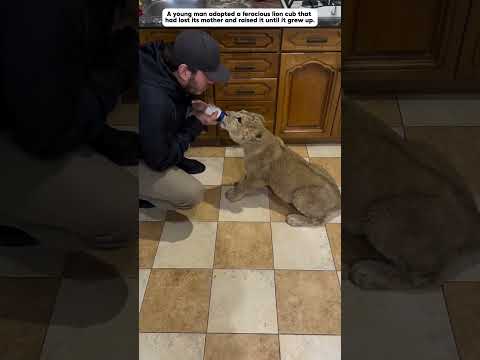 The fierce little lion lost its mother and met a man who adopted it. #lion #animals #shorts