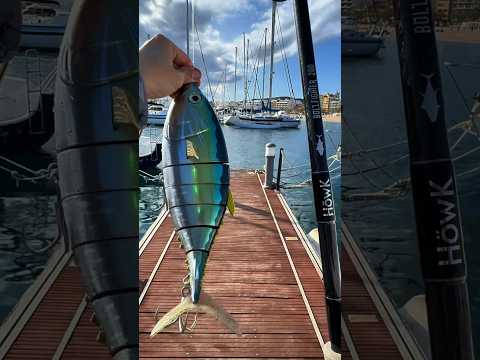 😱⚠️MINI-TUNA SUSHI 50cm⚠️😱 #fish #fishing #tuna #lure #pesca #shortsvideo #fyp #foryou