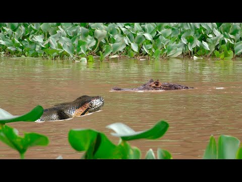 Cobra gigante mata jacaré por constrição