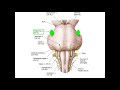 Cranial Nerves and Blood Vessels