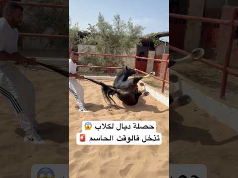 حصلة ديال كلاب 😢 تذخل فالوت المناسب 🚨