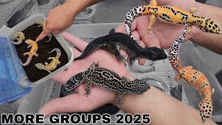 MORE 2025 High End Breeding GROUPS - Black Night | Firebold | Tangerine Bold | Clown | & Emerines!