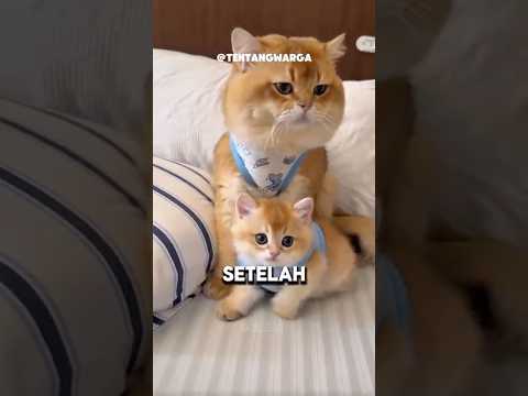 Moyen menjadi bapak yang baik 😻