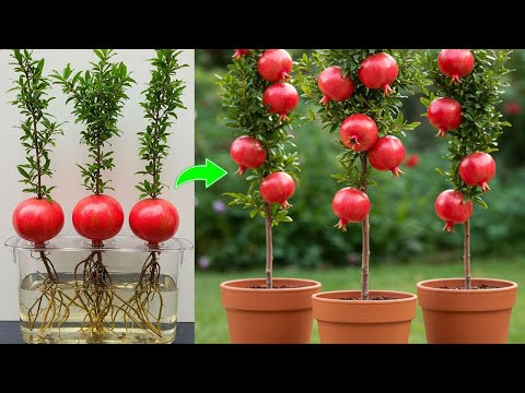 What Is The BEST Way To Grow Pomegranate Plants At Home Quickly?
