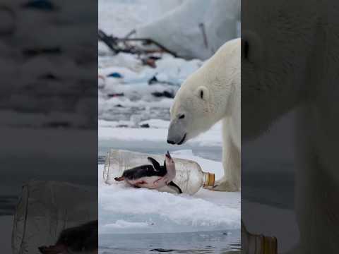 Polar bears brave rescue of injured penguin trapped in plastic bottle touches hearts.