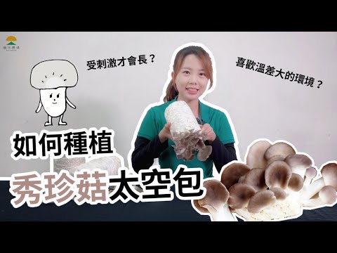 豐年農場【菇菇太空包栽培方式】秀珍菇篇 - YouTube