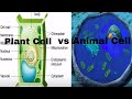 Plant Cell Characteristics and Functions