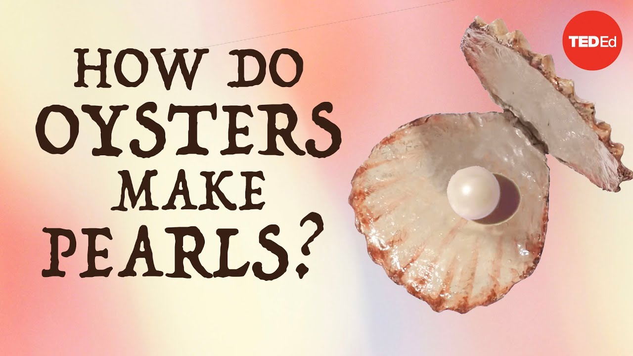 How do oysters make pearls? Rob Ulrich