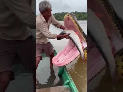 #amazonas #amazonia #brasil #shorts #rio #pesca #river
