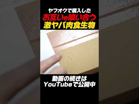 【衝撃映像】ヤフオクで購入したお互いを喰い合う激ヤバ肉食生物 #ペット #おすすめ #fyp