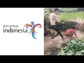 Understanding Indonesian Culture and Friendship