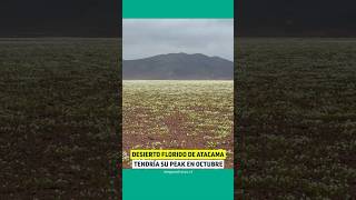 Desierto florido de Atacama