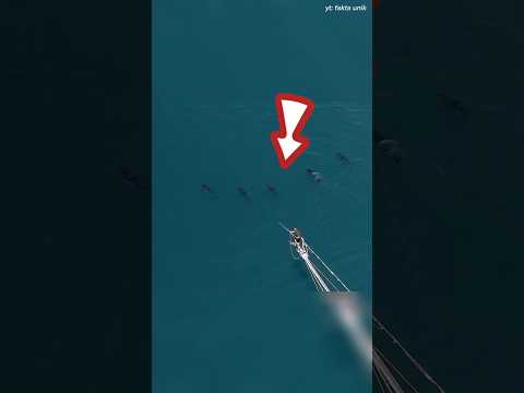 nelayan ini punya skill unik untuk berburu ikan tuna😱 #shorts #viralvideo #fishing #mancing #tuna