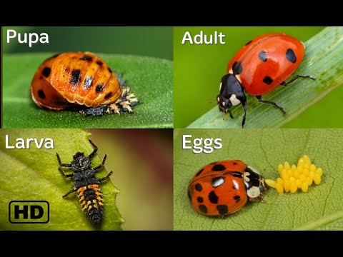 Life cycle of a Ladybug || From eggs to adults - YouTube(2:18)