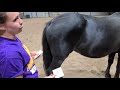 Horse Anatomy and Terminology