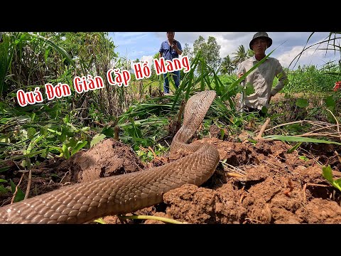 Đi Bắn Cá Mà Cũng Bắt Được Cặp Hổ Mang Vàng Đen | Mười Thương Săn Bắt