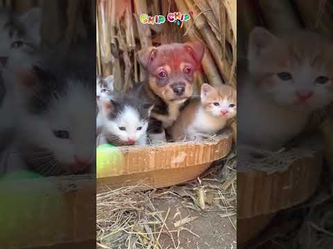 Cảm động tình cảm gia đình Mèo và Chó