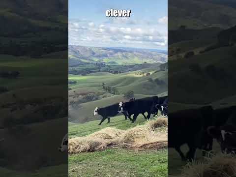 Feeding Cows Using Gravity (@laymearainbow)